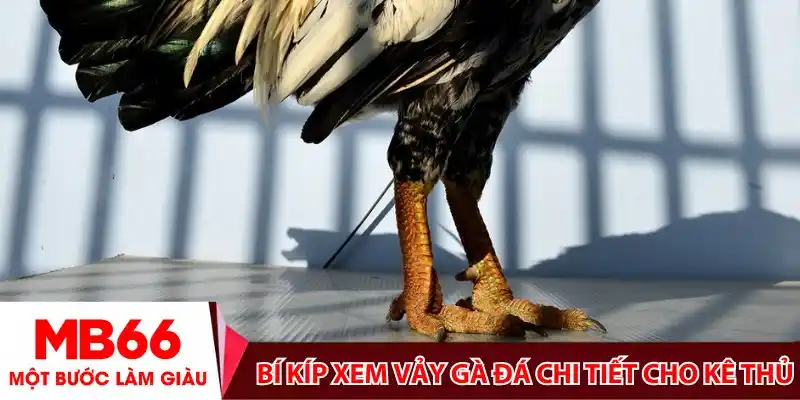 Bí kíp xem vảy gà đá chi tiết cho kê thủ