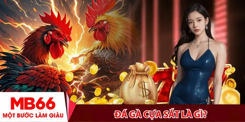 Đá gà cựa sắt là gì?