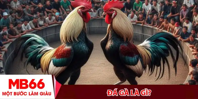 Đá gà là gì_ Tìm hiểu chi tiết và thuật ngữ xịn cho kê thủ mới