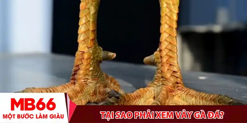 Tại sao phải xem vảy gà đá?