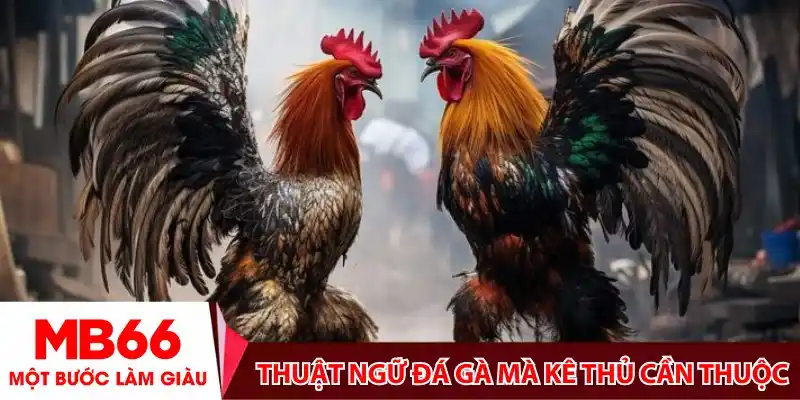 Tổng hợp thuật ngữ đá gà mà kê thủ cần thuộc lòng