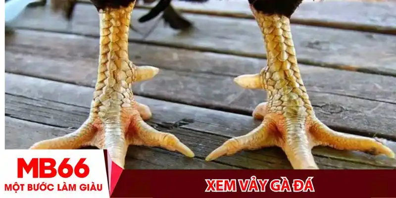 Xem vảy gà đá_ Bí kíp từ A-Z cho anh em kê thủ