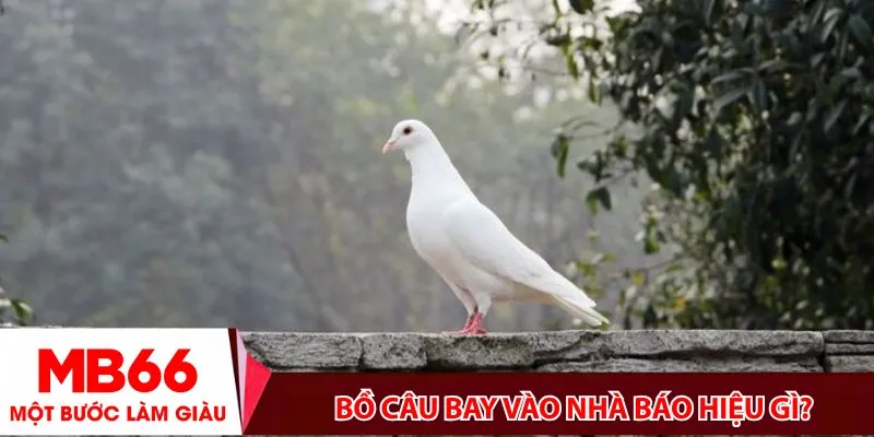 Bồ câu bay vào nhà báo hiệu gì?