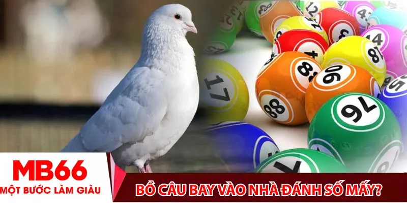 Bồ câu bay vào nhà đánh số mấy?
