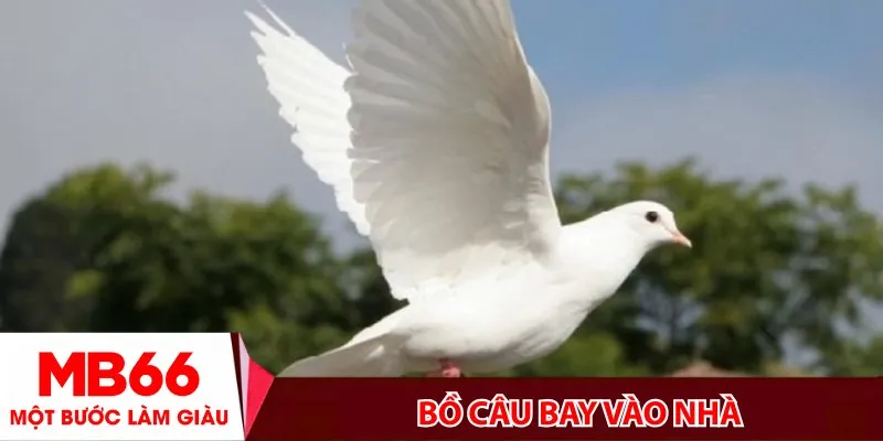 Bồ câu bay vào nhà