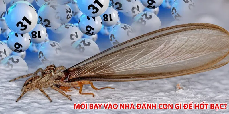 Mối bay vào nhà đánh con gì để hốt bạc?