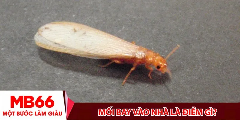 Mối bay vào nhà là điềm gì?